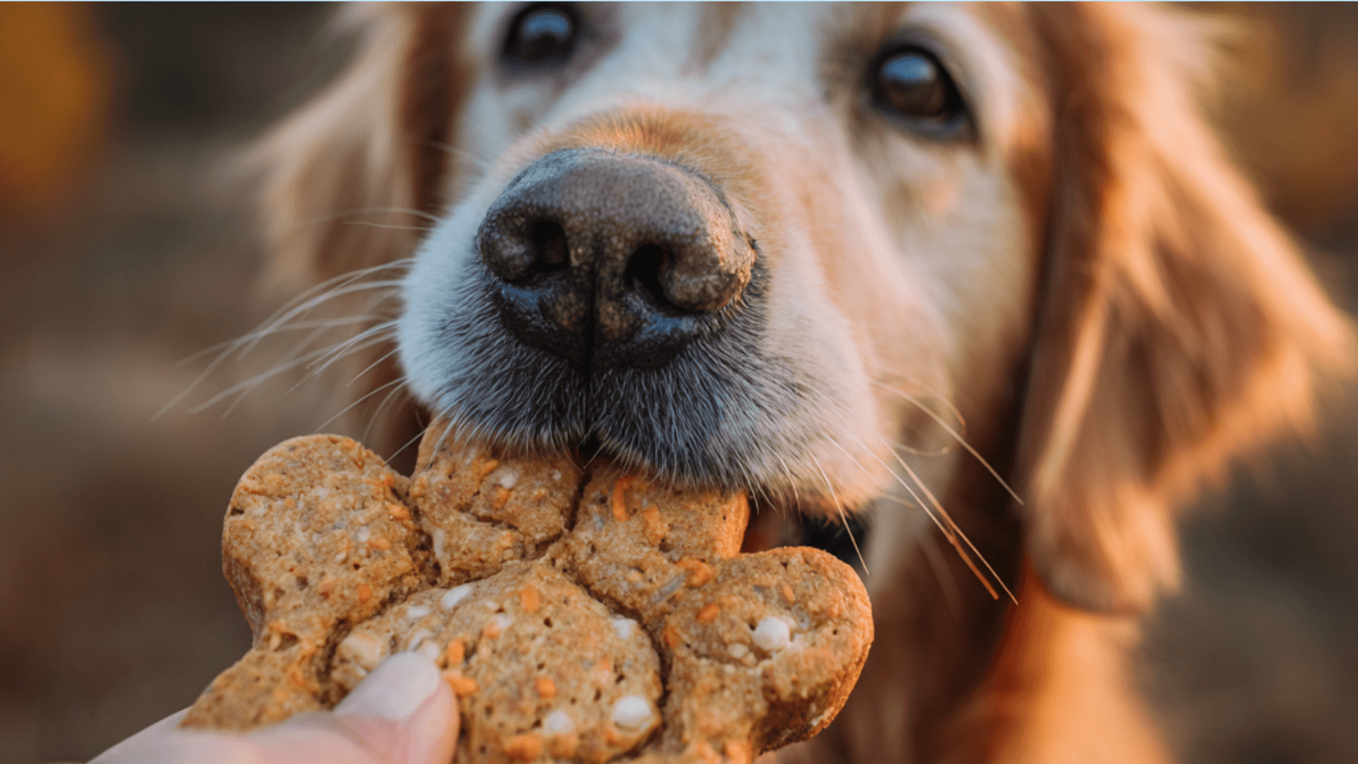 Oatmeal Pumpkin Dog Treats Recipe