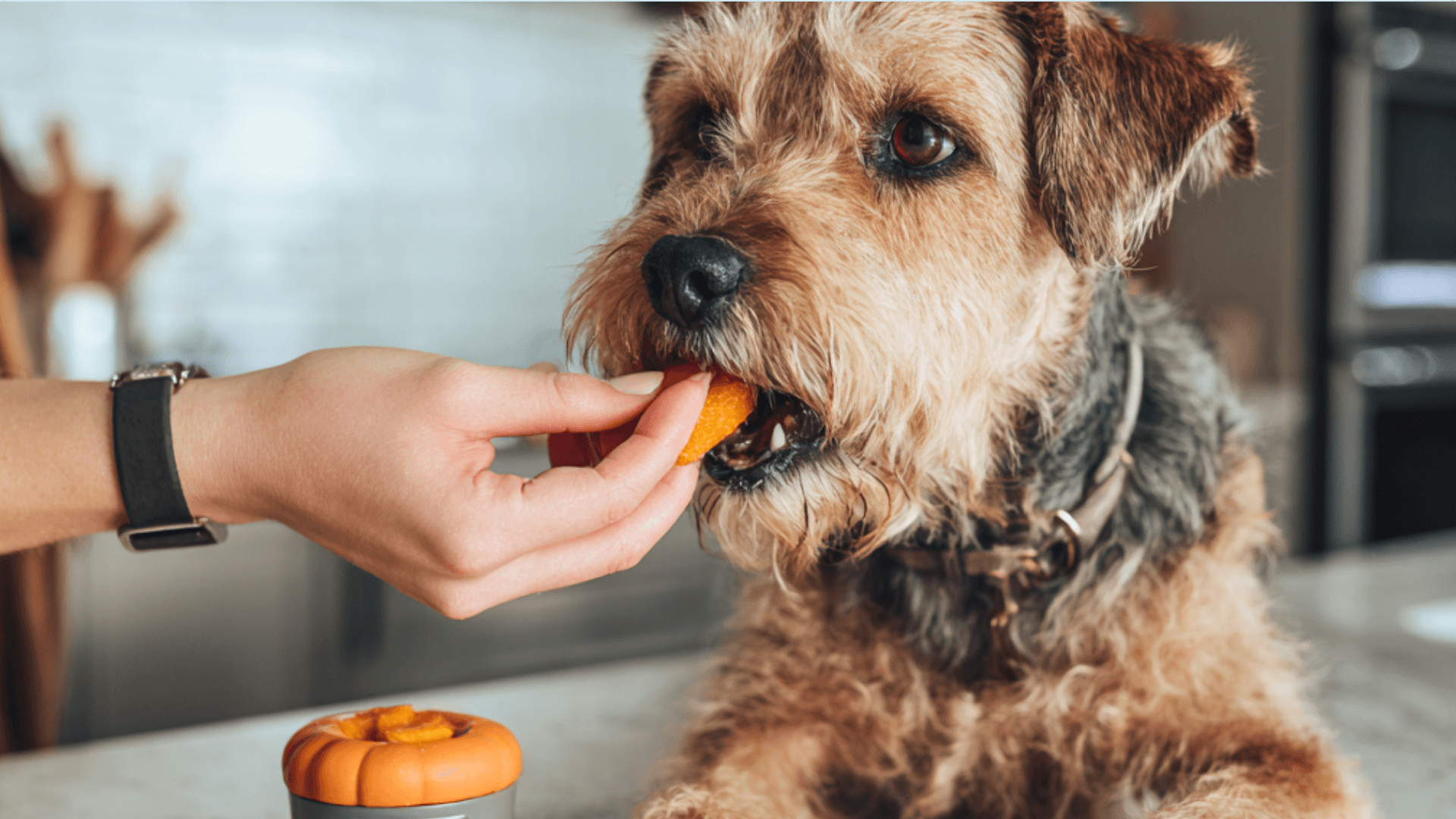 Pumpkin Dog Treats Freezer