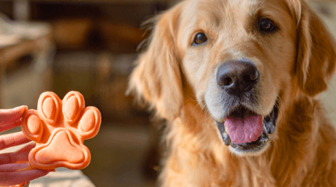 Easy Pumpkin Dog Treat Recipes