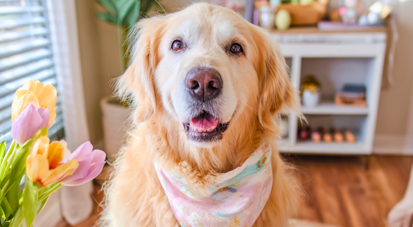 No Bake Easter Dog Treats