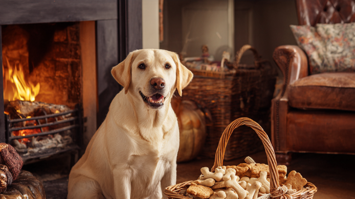 Healthy Dog Training Treat Recipes