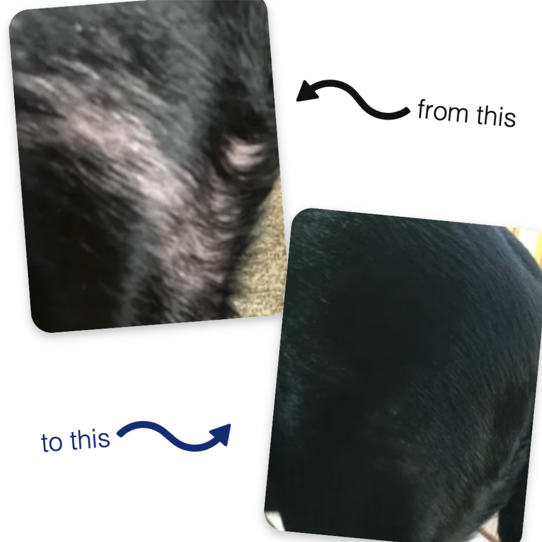 Pet Hair & Skin Care Essence Refills