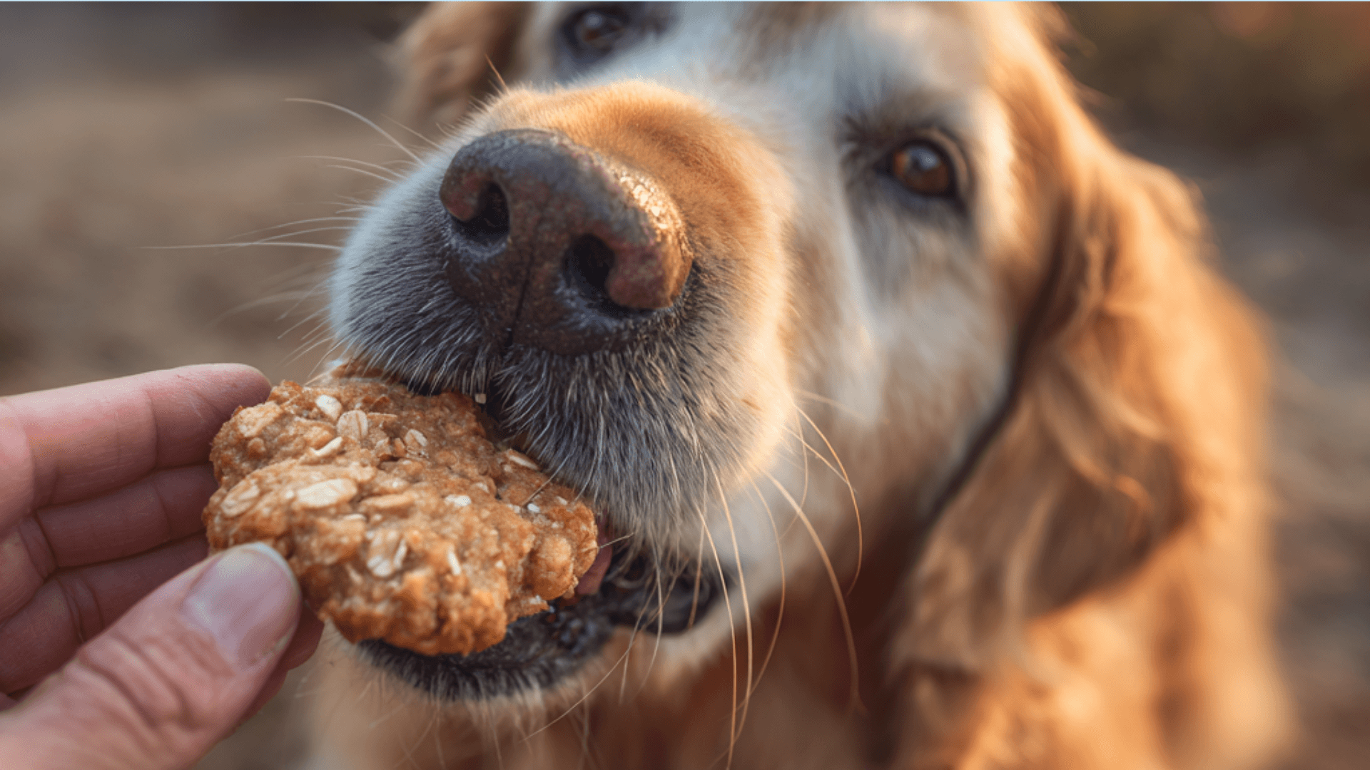 Pumpkin Rolled Oats Dog Treats