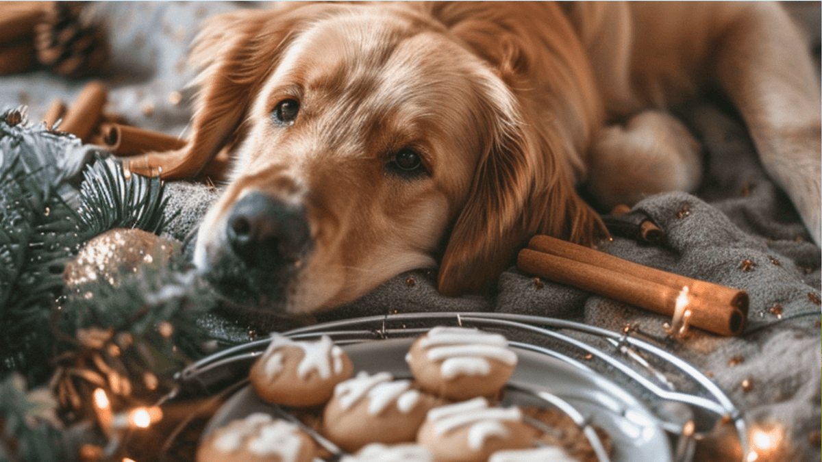 Winter Dog Treats Homemade