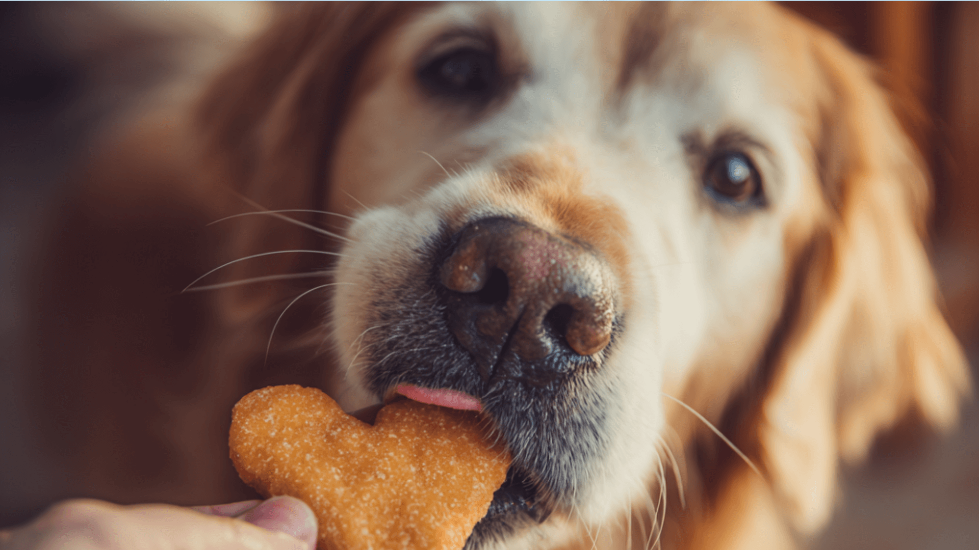 Homemade Sweet Potato Dog Treats Recipes
