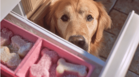 Banana Peanut Butter Dog Treat Recipes