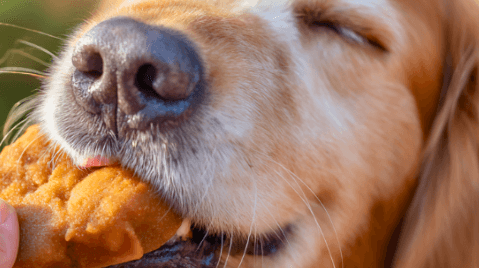 Pumpkin Banana Dog Treat Recipes