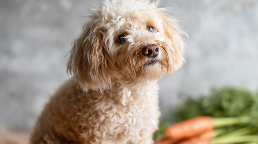 No Egg Dog Treats