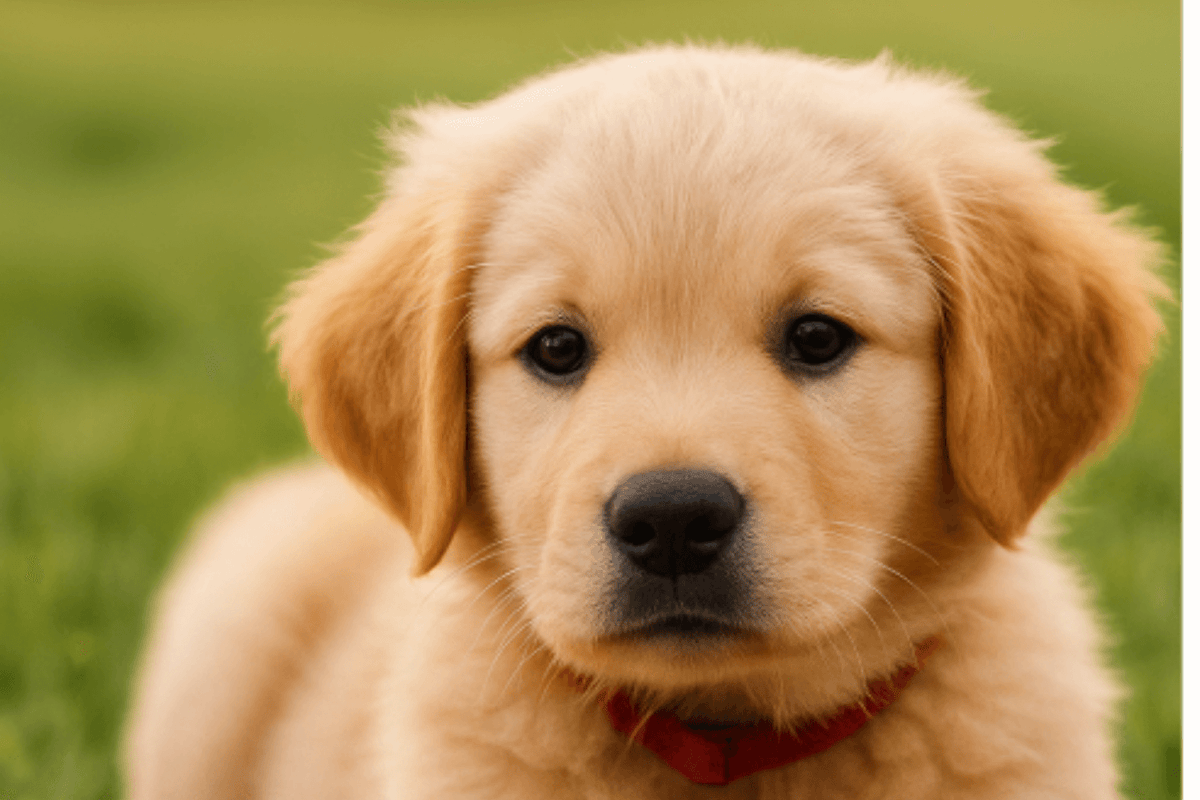 Struggling to name your dog? These boy dog names starting with H will make it easy.