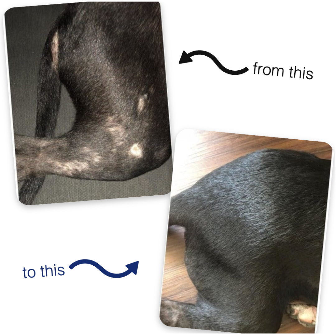 3 x Pet Hair & Skin Care Essence