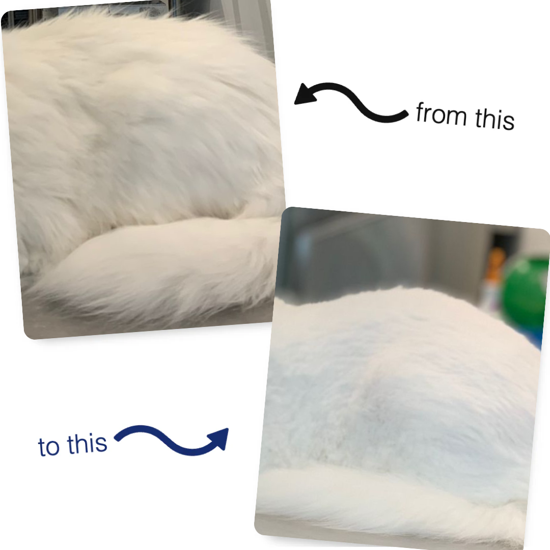 Waterless Shampoo For Cats