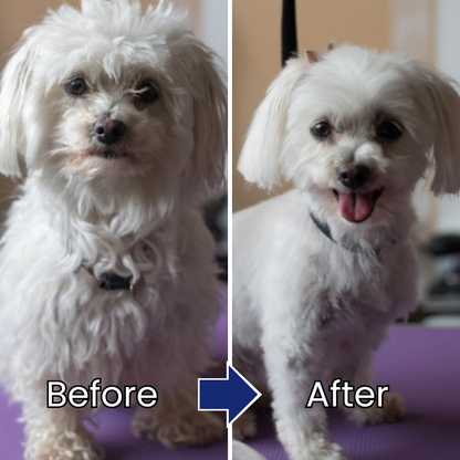 Pet Hair & Skin Care Essence