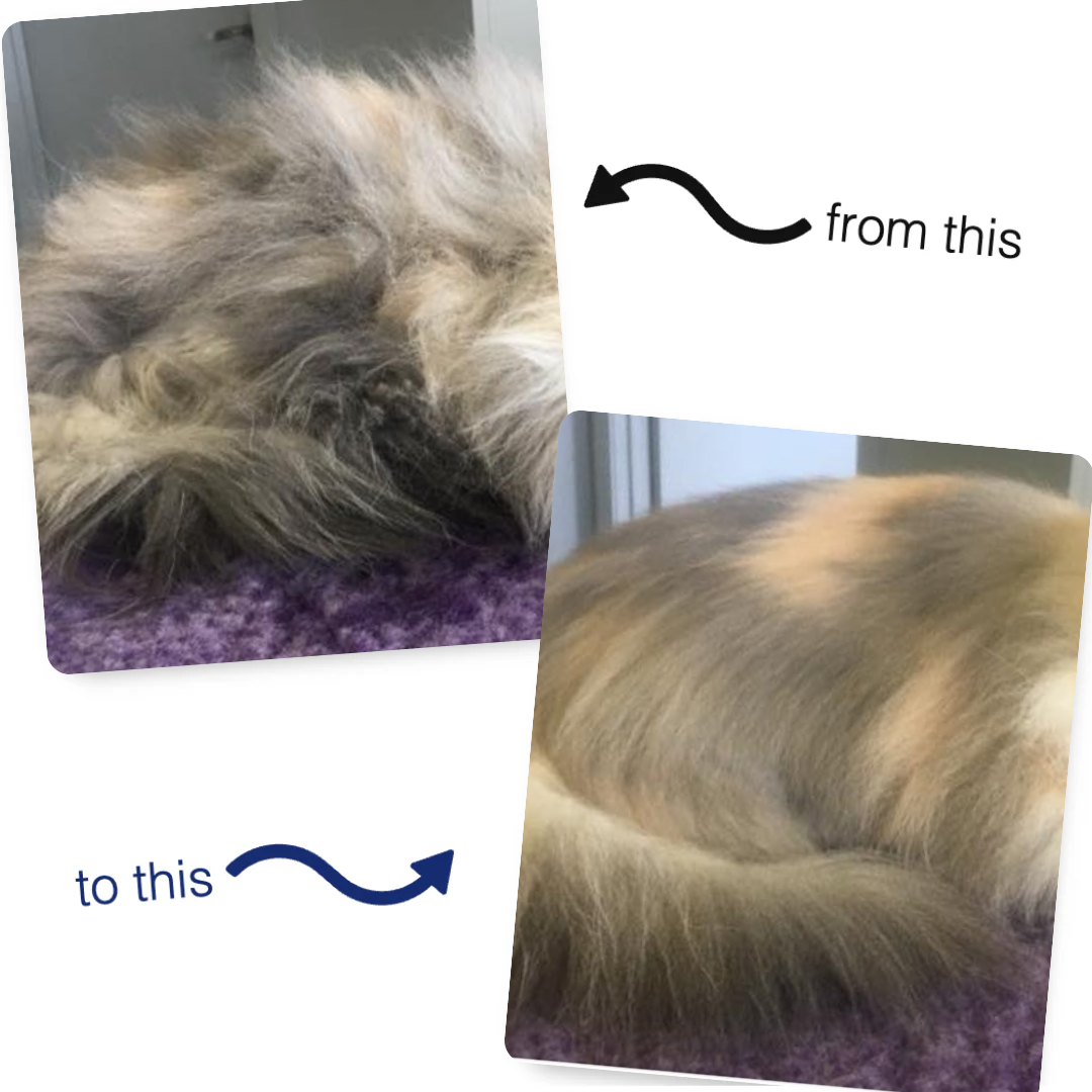 Waterless Shampoo For Cats