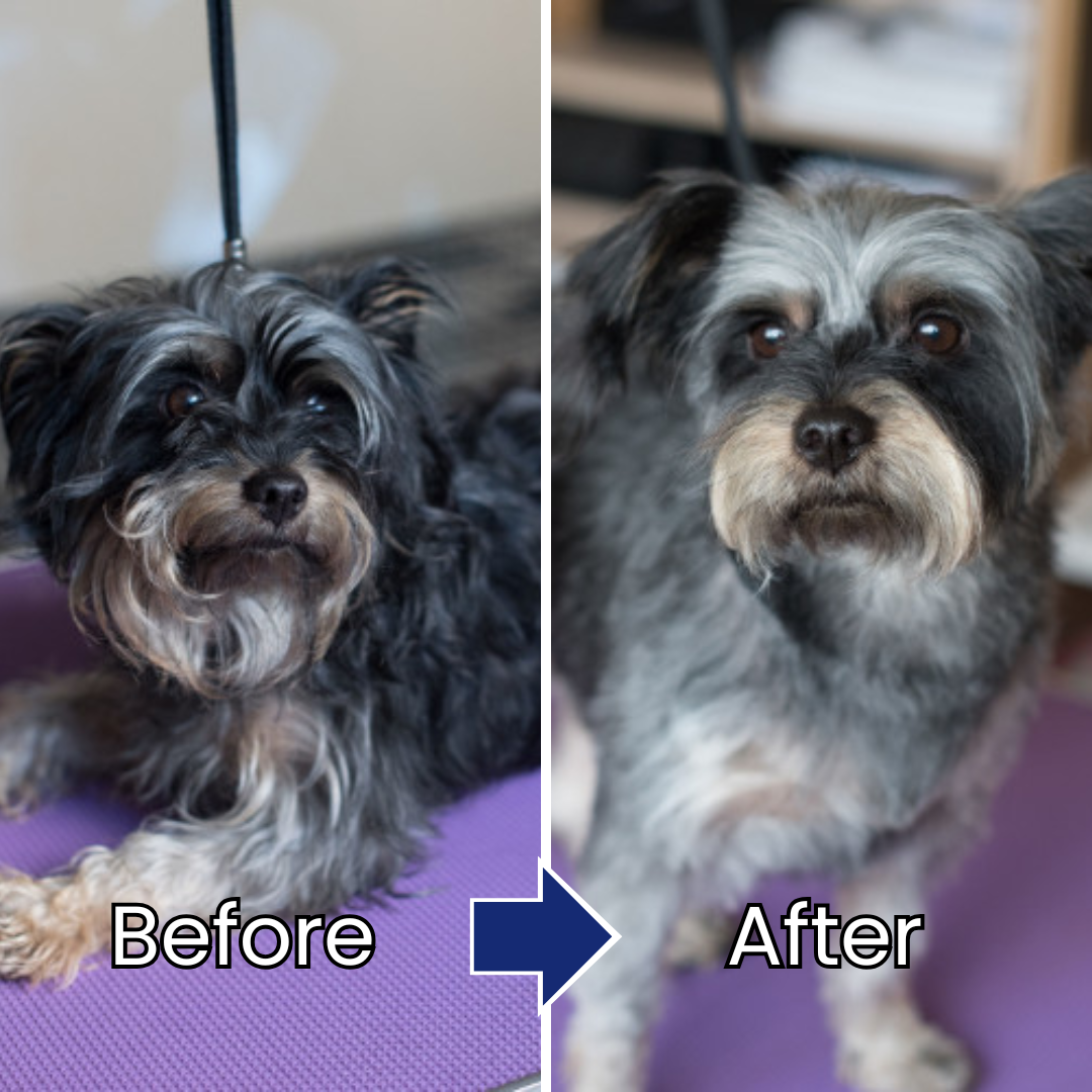 Pet Hair & Skin Care Essence