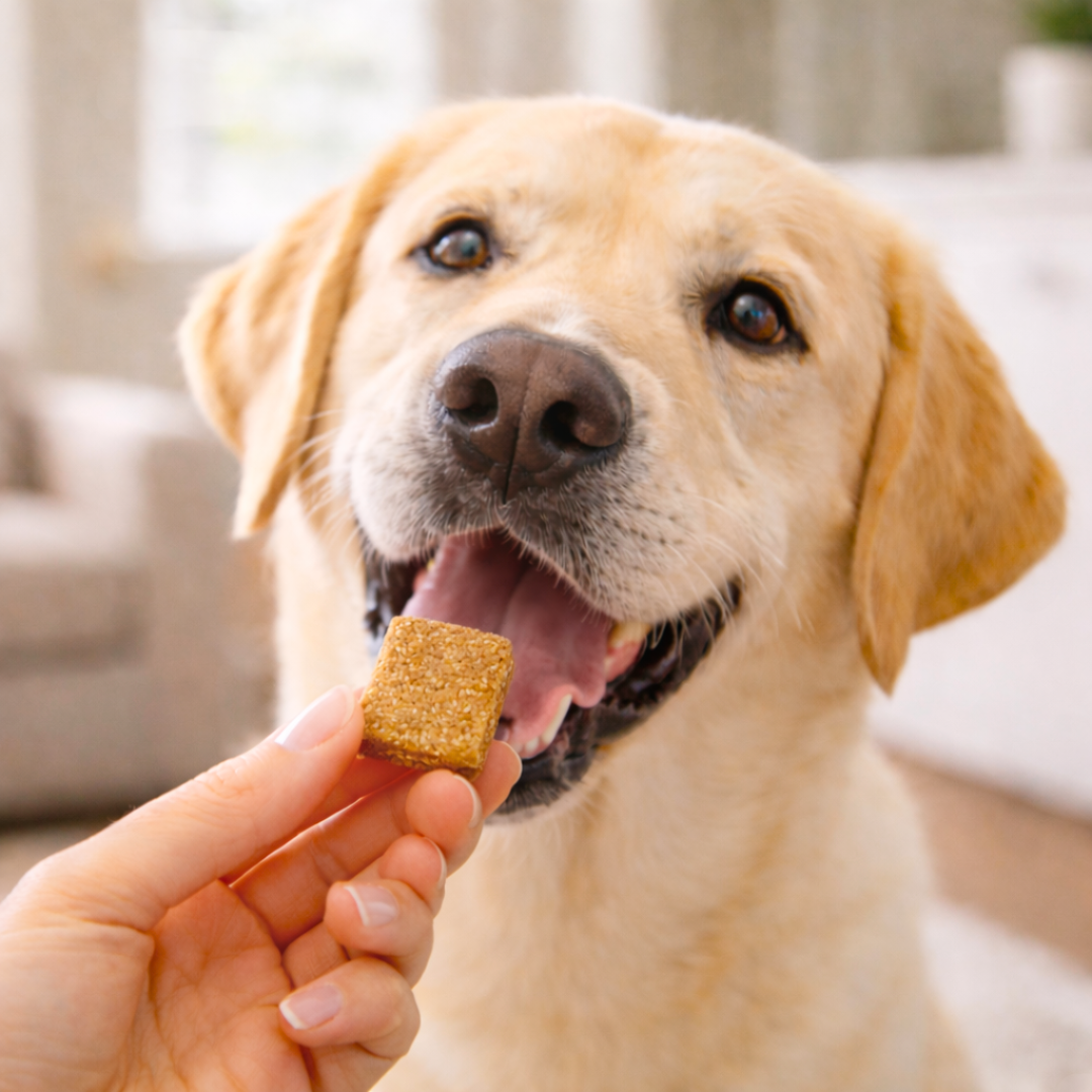 Peanut Butter Bites