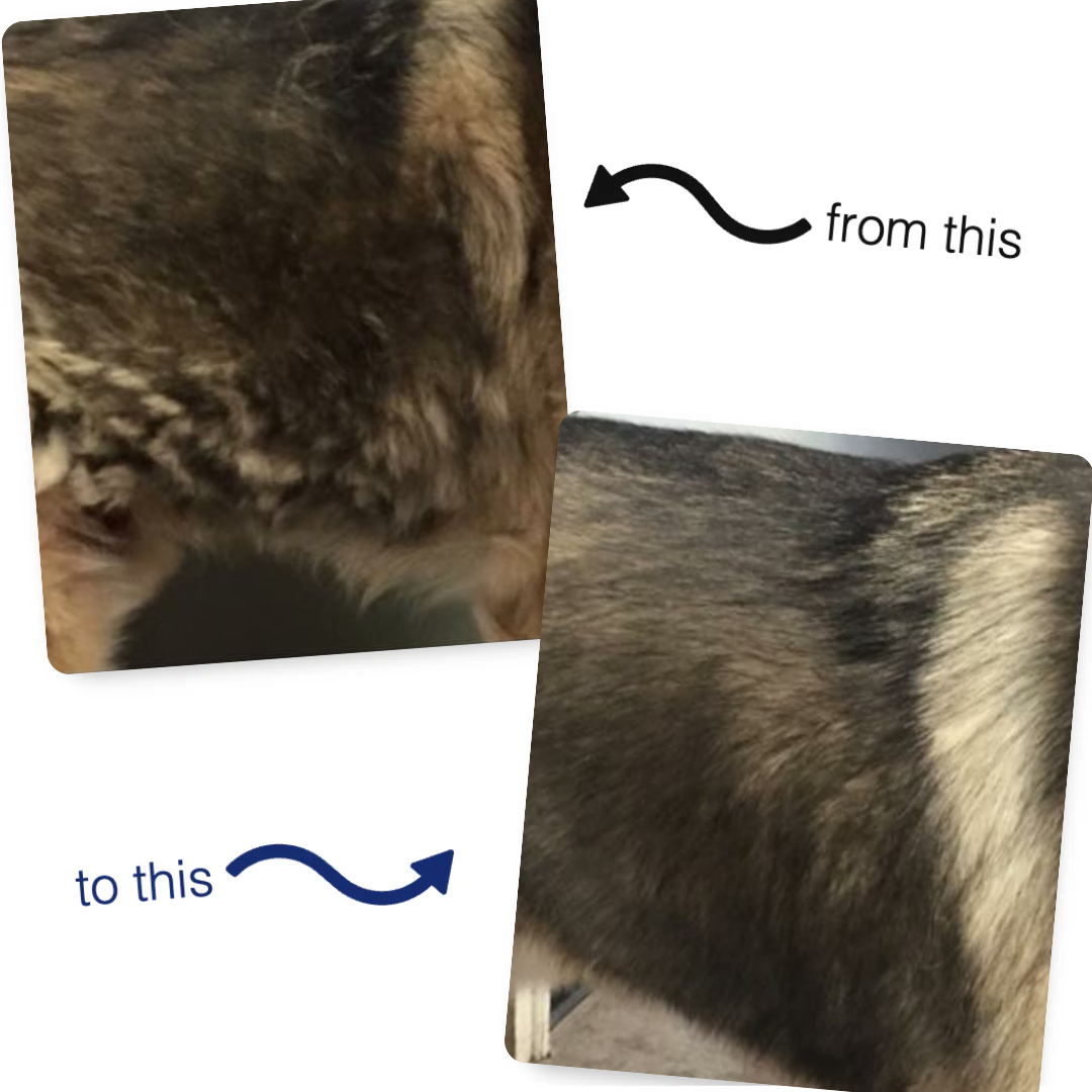 FreshFur™ Mist Brush