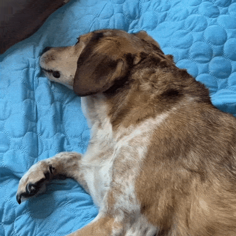 IceSilk™ Dog Cooling Mat