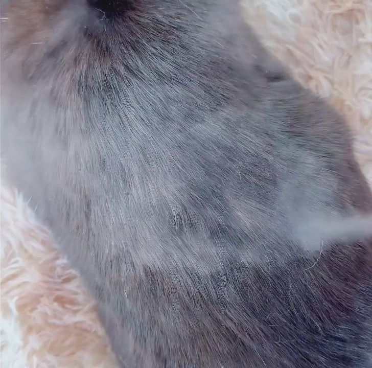 The FreshFur™ Mist Brush