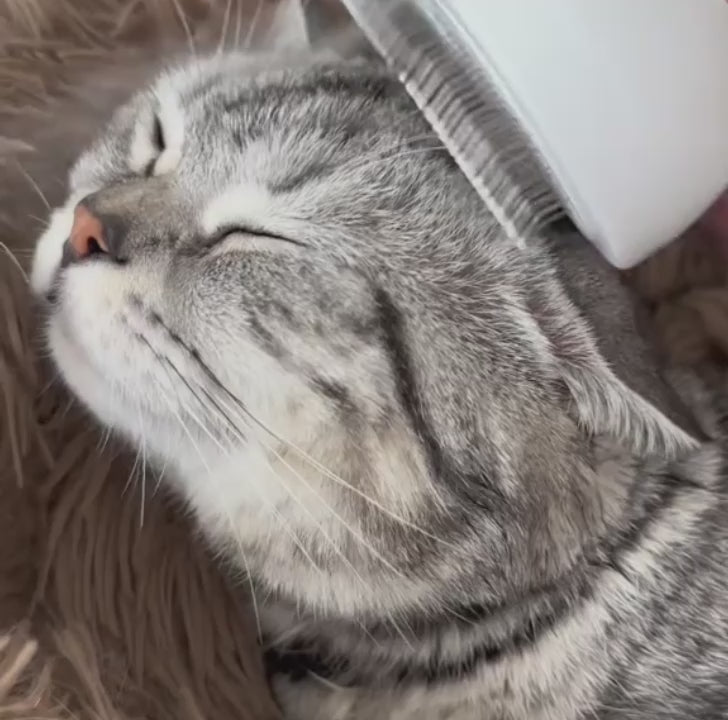 The FreshFur™ Mist Brush